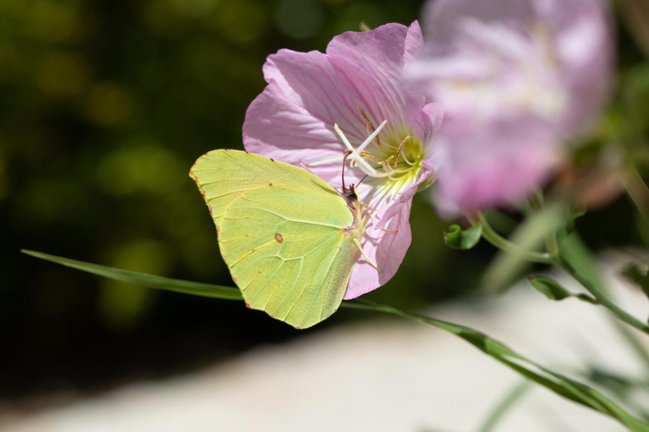 Agallis Corfu Residence Sokrakion ภายนอก รูปภาพ